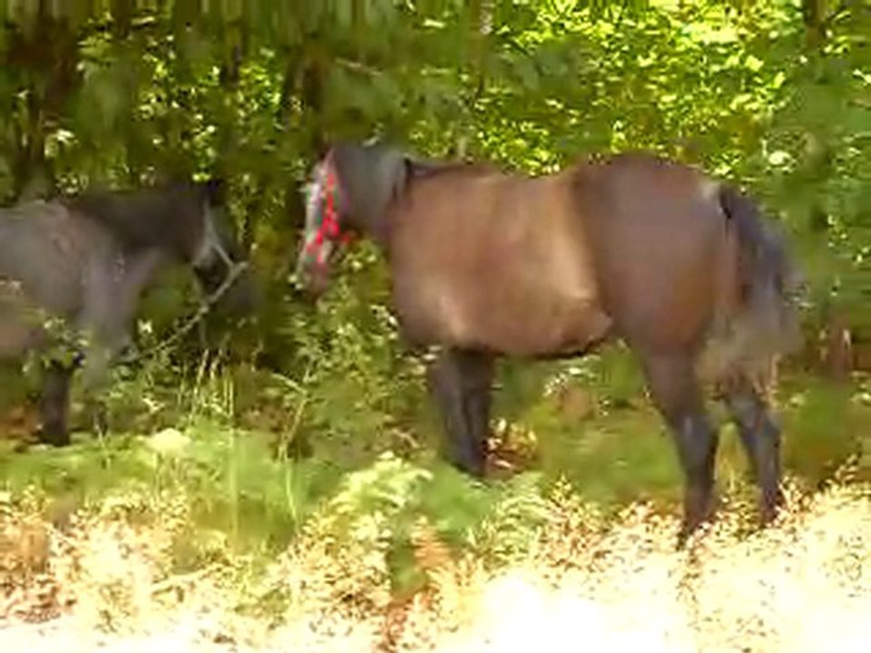 Pilou pasha jouent pause alpes
