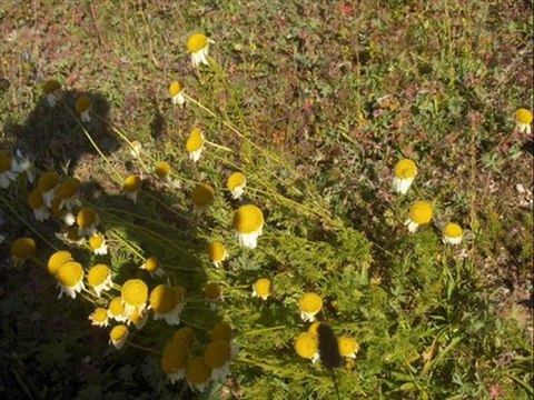 Çamlıhemşin yayla manzara-30