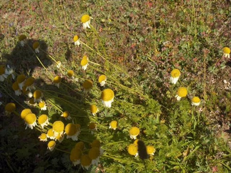 Çamlıhemşin yayla manzara-30