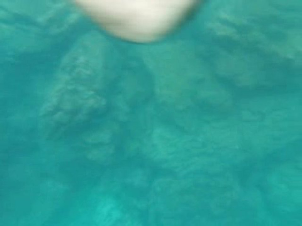 lion de mer sous l'eau aux galapagos