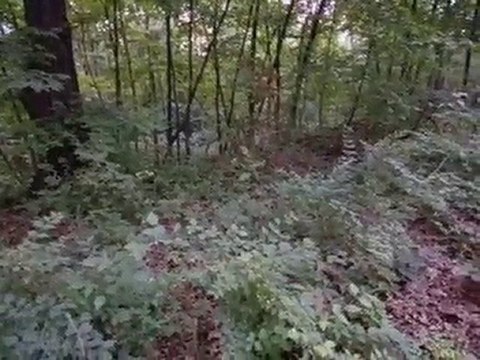 Homes for Sale - 11561 Oak Knoll Drive - Burr Ridge, IL 6052