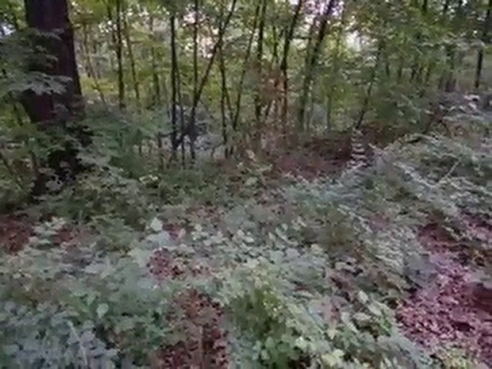 Homes for Sale - 11561 Oak Knoll Drive - Burr Ridge, IL 6052