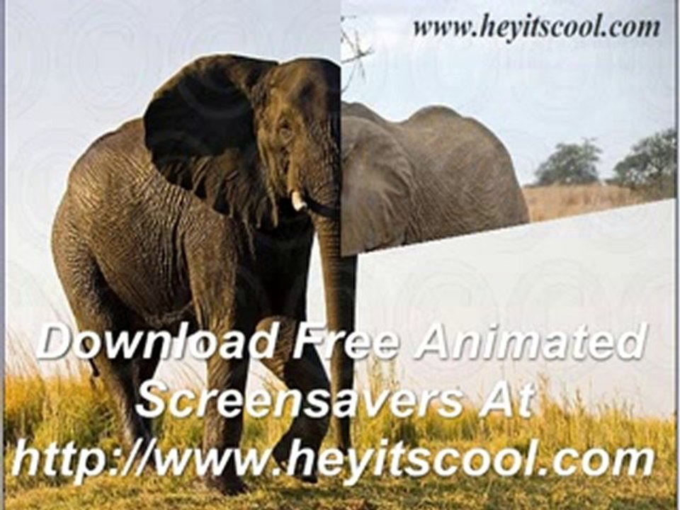Download Free Screensavers Elephants