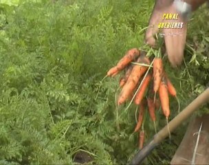 Jardins familiaux de Brebières