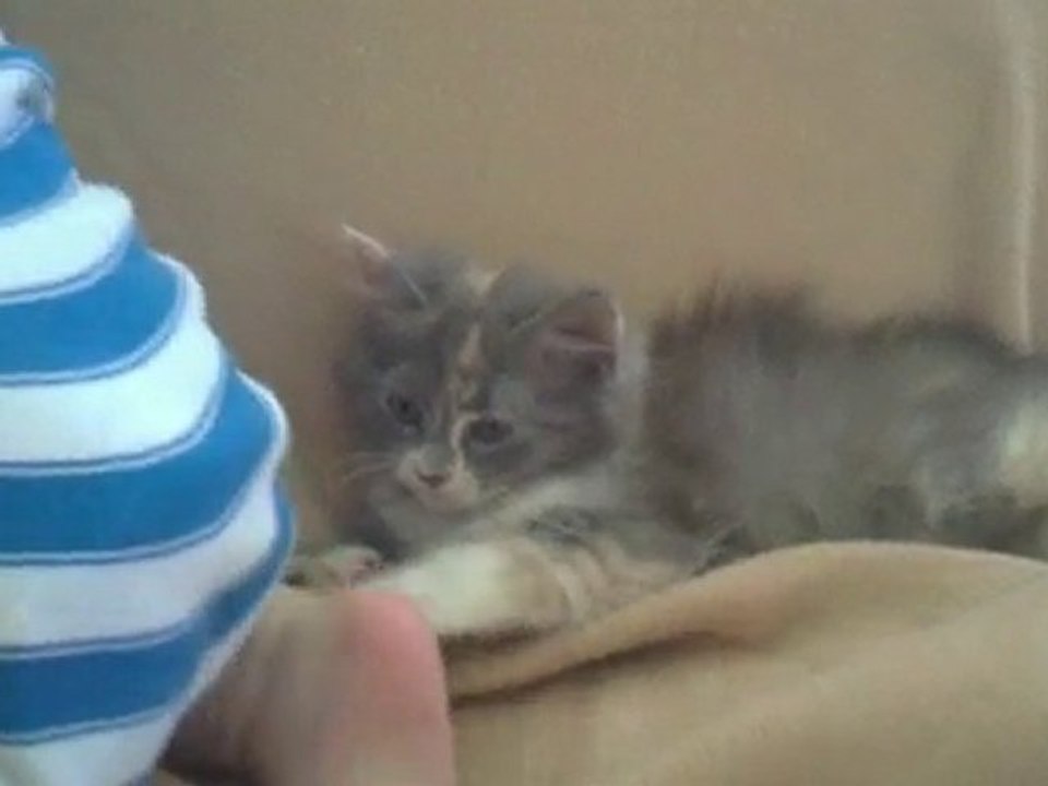 Kenzo 10 mois et Kitty 2 mois