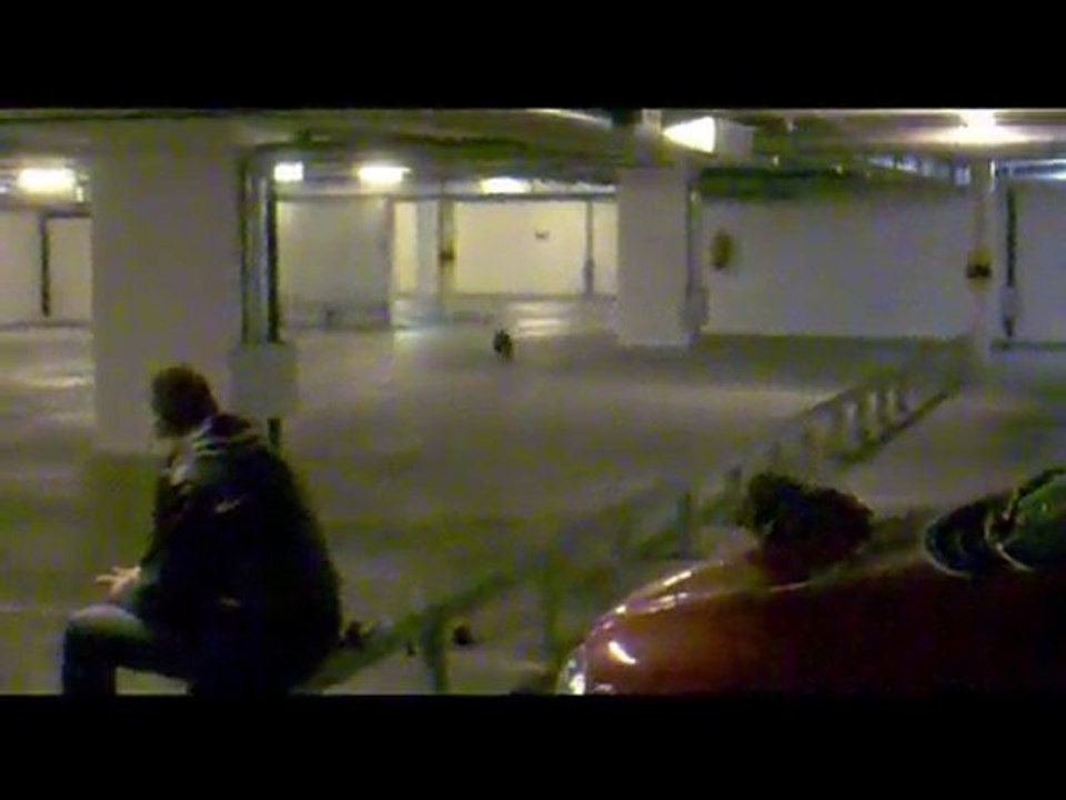 Pinscher moyen (allemand) / Deutscher Pinscher