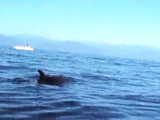 Dauphins ... appel et passage sous le bateau.