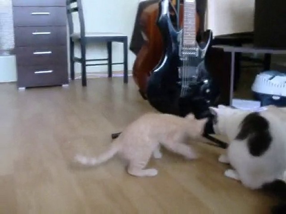 Les chats VS le laser (partie 1)
