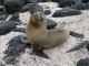 lion de mer sur la plage aux galapagos