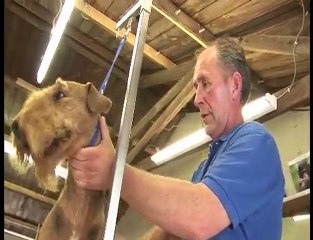 Haven Kennels & Cattery in Ashford