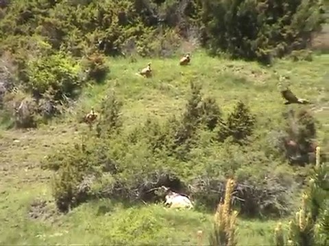 VACANCES - 20/06/2010 - Vautours à Os de Civis