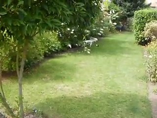 Rodi fait un trou dans le jardin juillet 2010