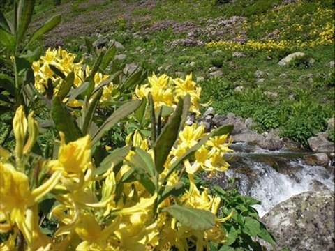 kaçkar dağları sarhoş horanı- kavrun.tr.gg