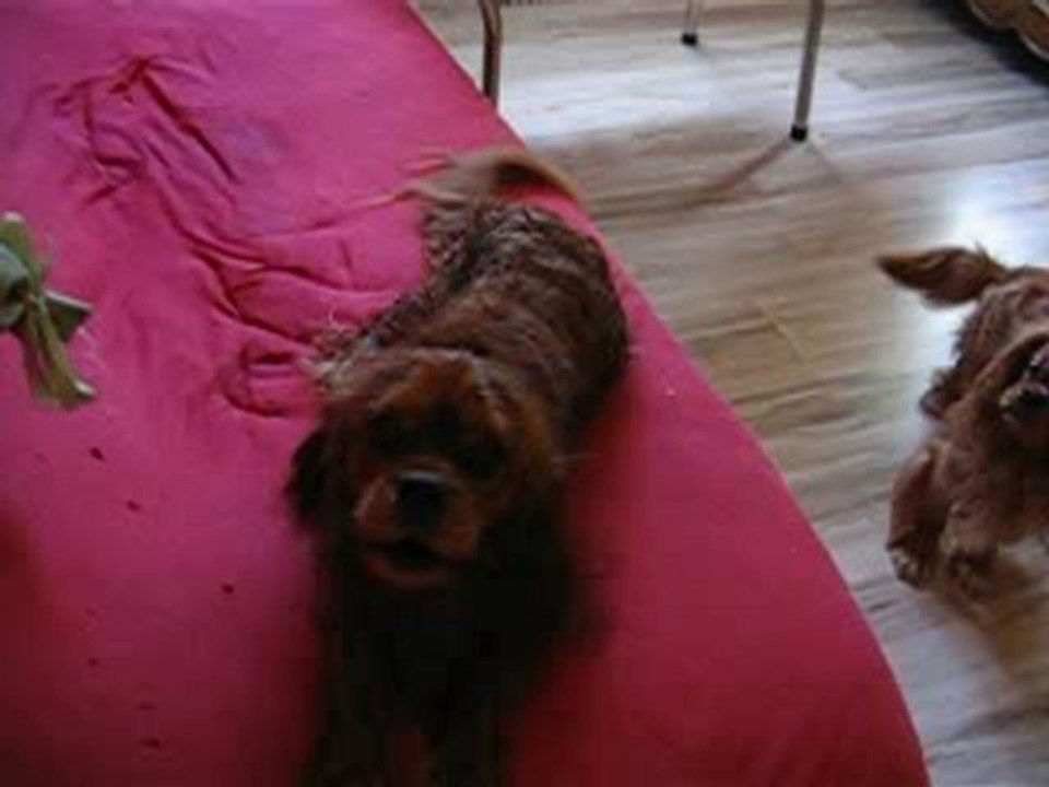 Photo 005