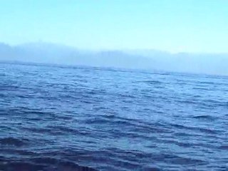 Dauphins ... c'est magique