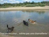 Trois chiens, de l'eau et quelques bâtons...