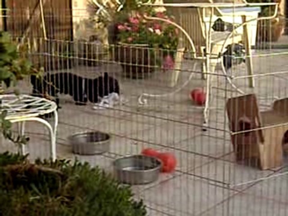 CHIOTS SCOTTISH TERRIER DE GLENDERRY DE 2 MOIS 1/2