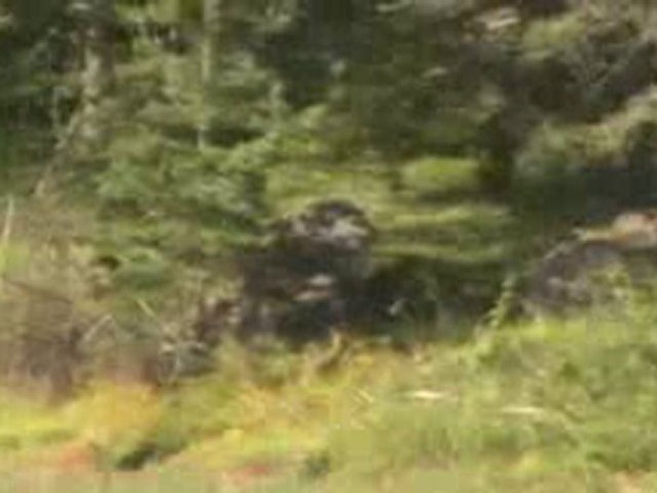 rembucher d'un lièvre