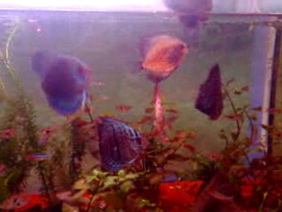 discus