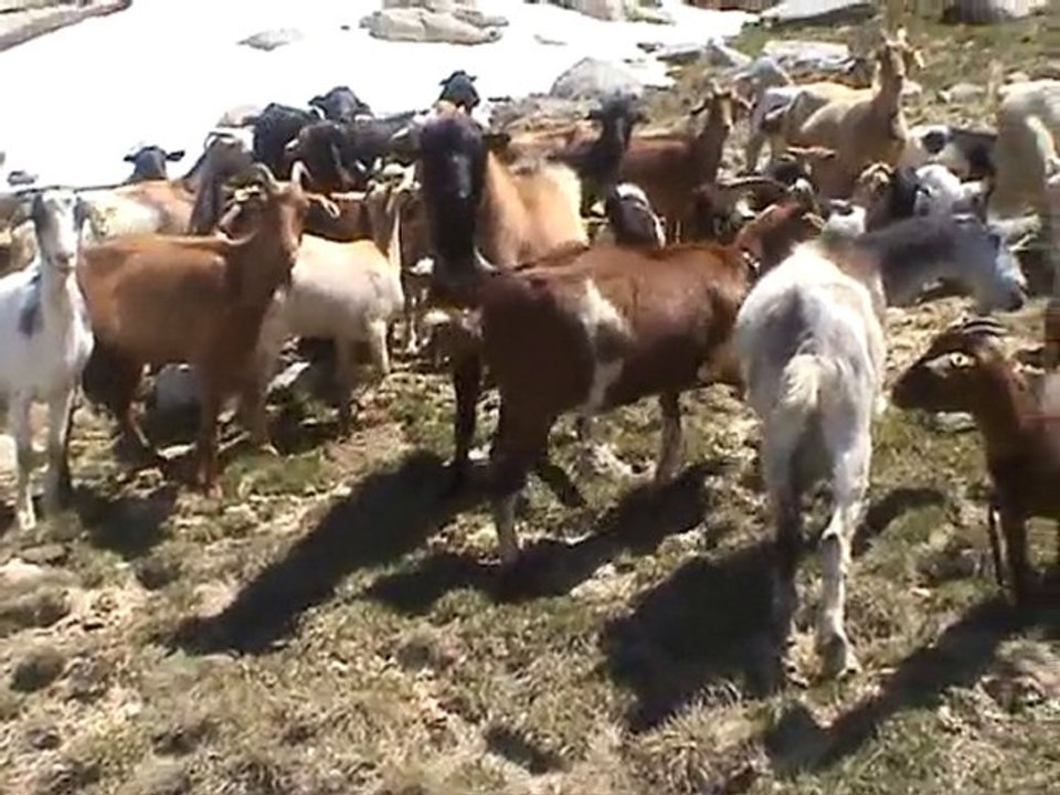 VACANCES - 25/06/2010 - Pic Alt Del Griu