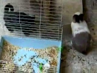 Conejo viola a gato que lo molestaba, gato violador