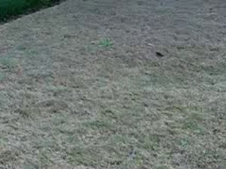 [Lawn Care Tips] [Fungal Disease] [Couch] [Bermuda turf]