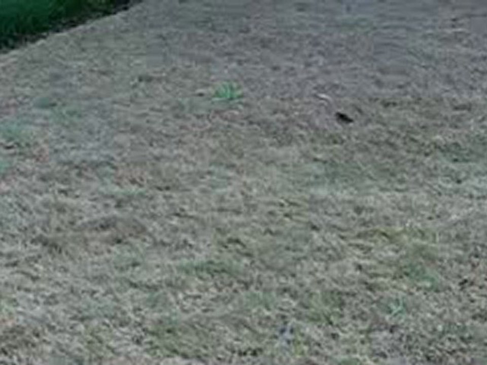[Lawn Care Tips] [Fungal Disease] [Couch] [Bermuda turf]