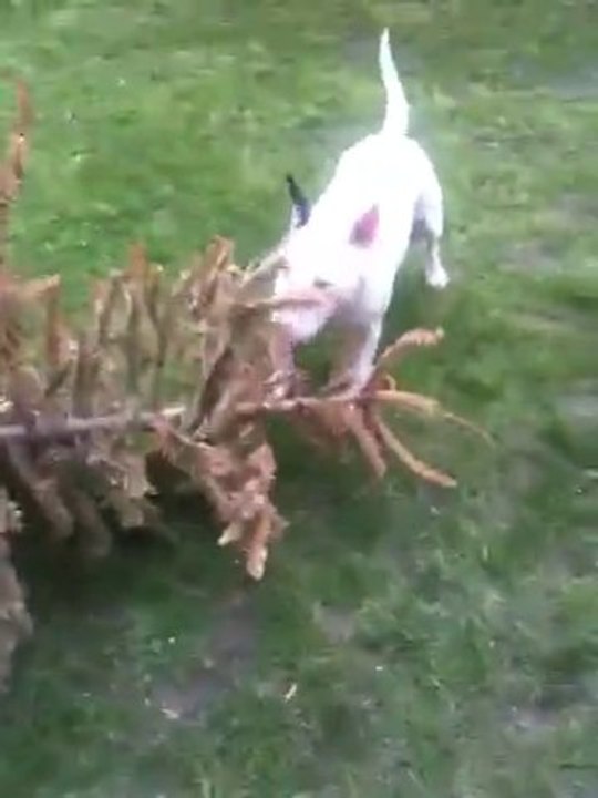 Bully Et Le Sapin