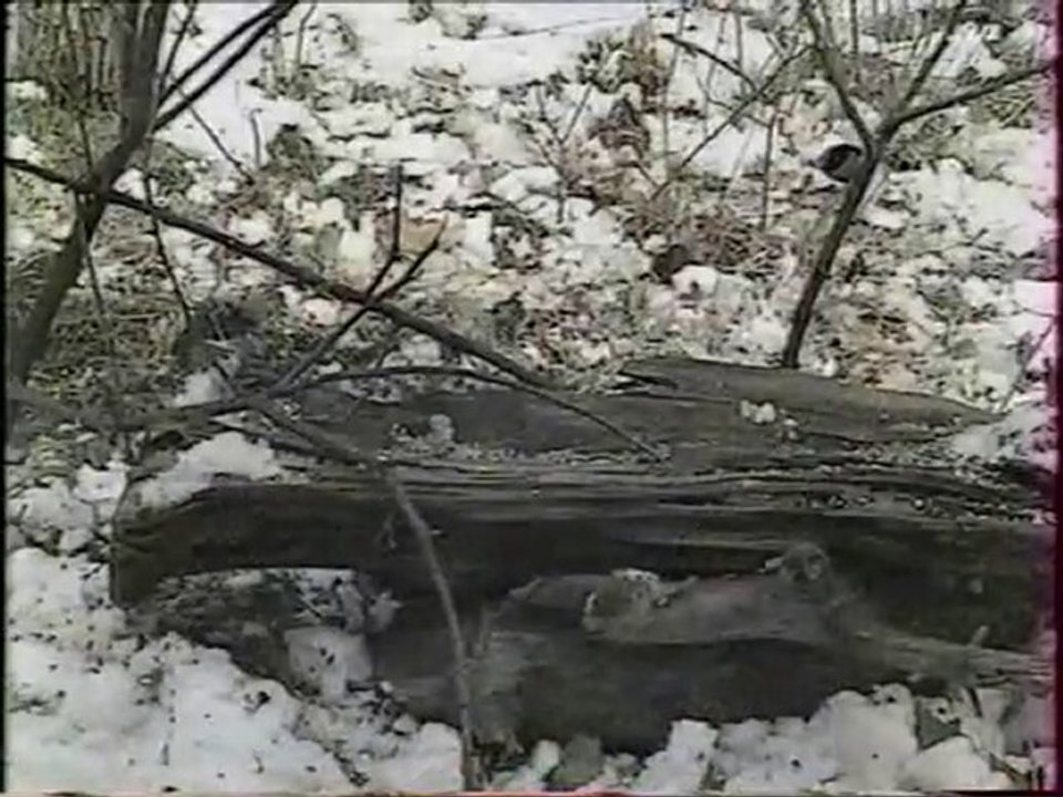 Accueillir les oiseaux du jardin1