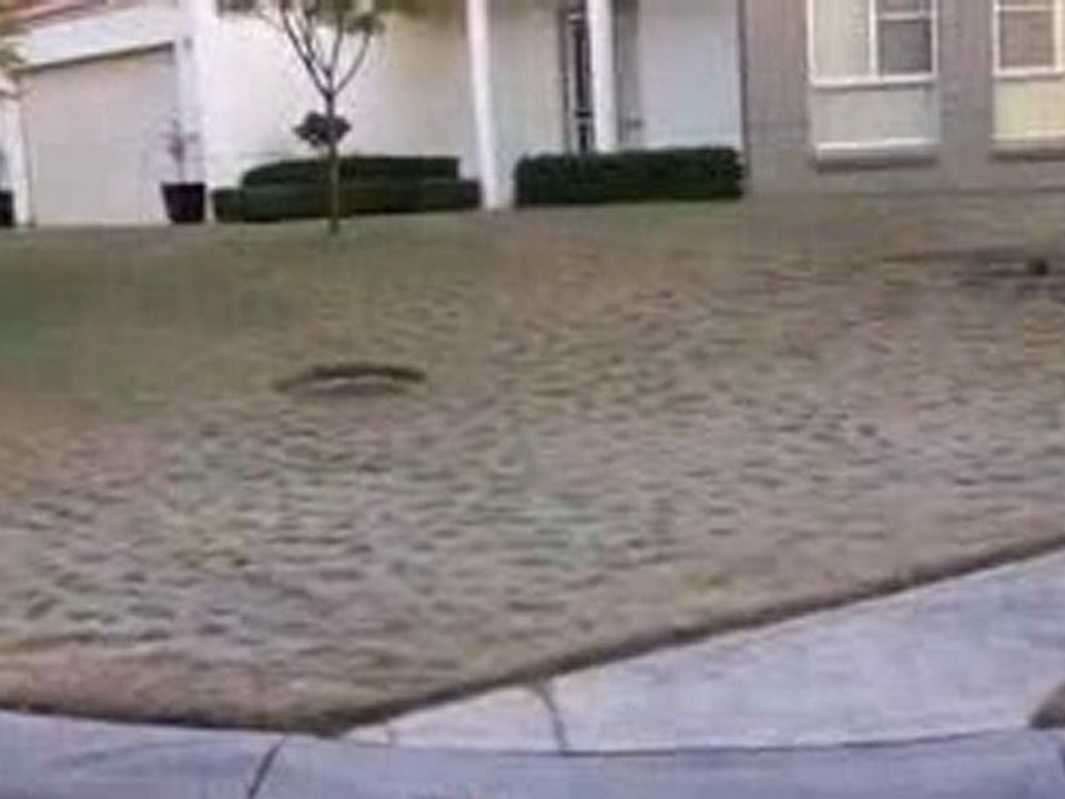 [Lawn Care Tips] Fungal Disease in Couch / Bermuda Grass (1)