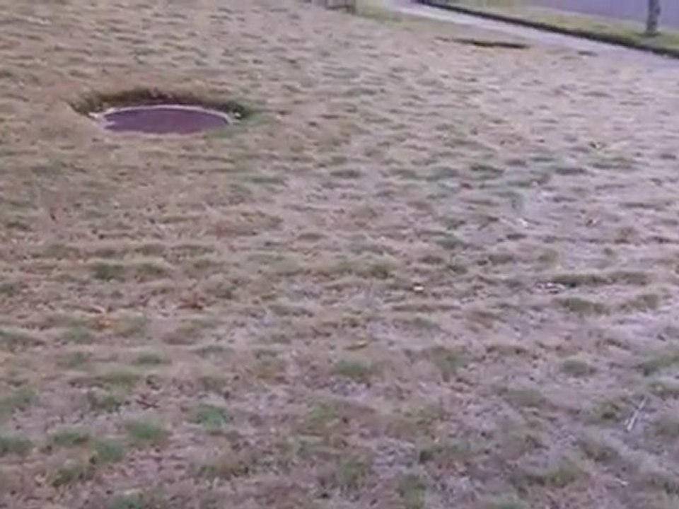 [Lawn Care Tips] - Fungal Disease in Couch Bermuda Grass