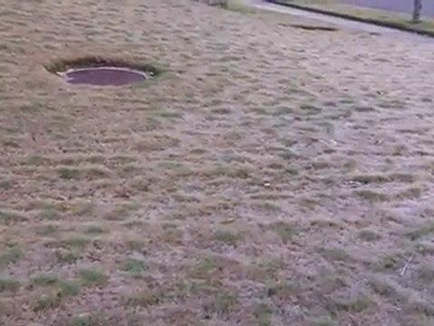 [Lawn Care Tips] - Fungal Disease in Couch Bermuda Grass