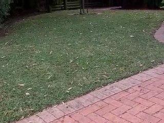 [Lawn Care Tips] [Sir Walter] Couch v Sir Walter Buffalo