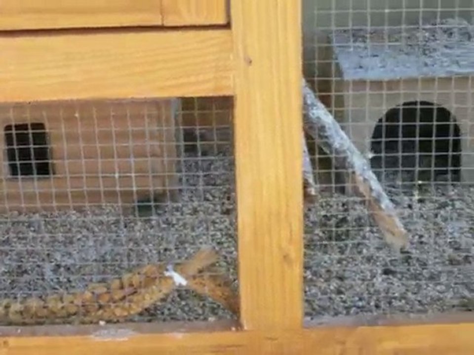 Naissance des cailles de chine x 3