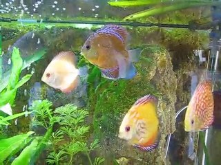 discus dans un 720 litres