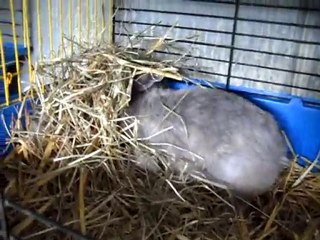 préparation du nid et accouchement de lapin