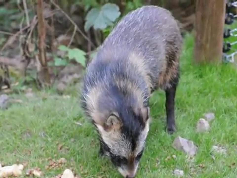 Marderhund beim Fressen im Wildgehege Hellenthal