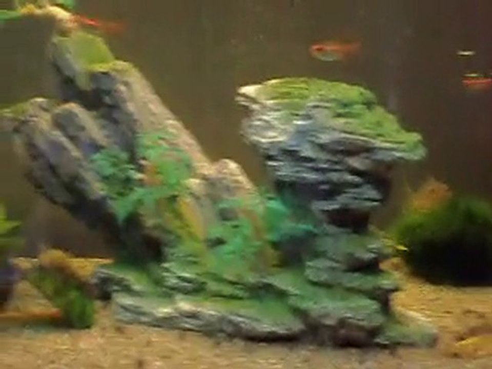 Mes poissons à l'heure du repas