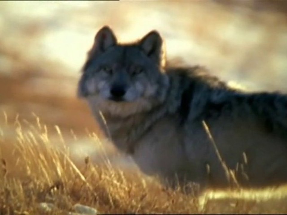 La revanche des loups