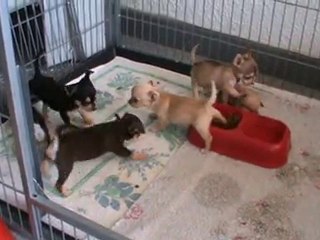 Silhouette et ses petits