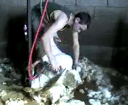 tonte brebis à Saulque