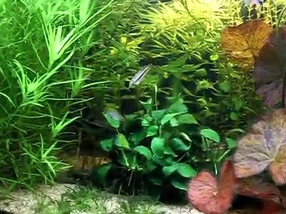 video bac communautaire