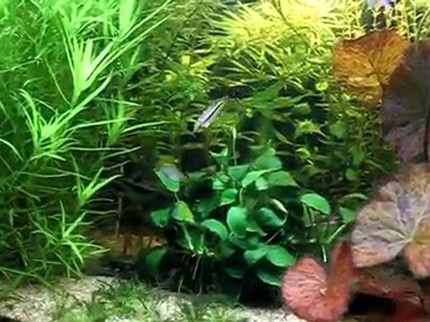 video bac communautaire