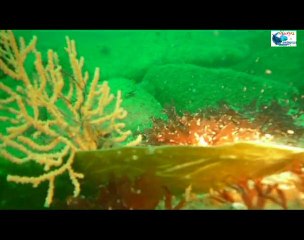 plongée dans le courant sur la guibotiere aout 2010