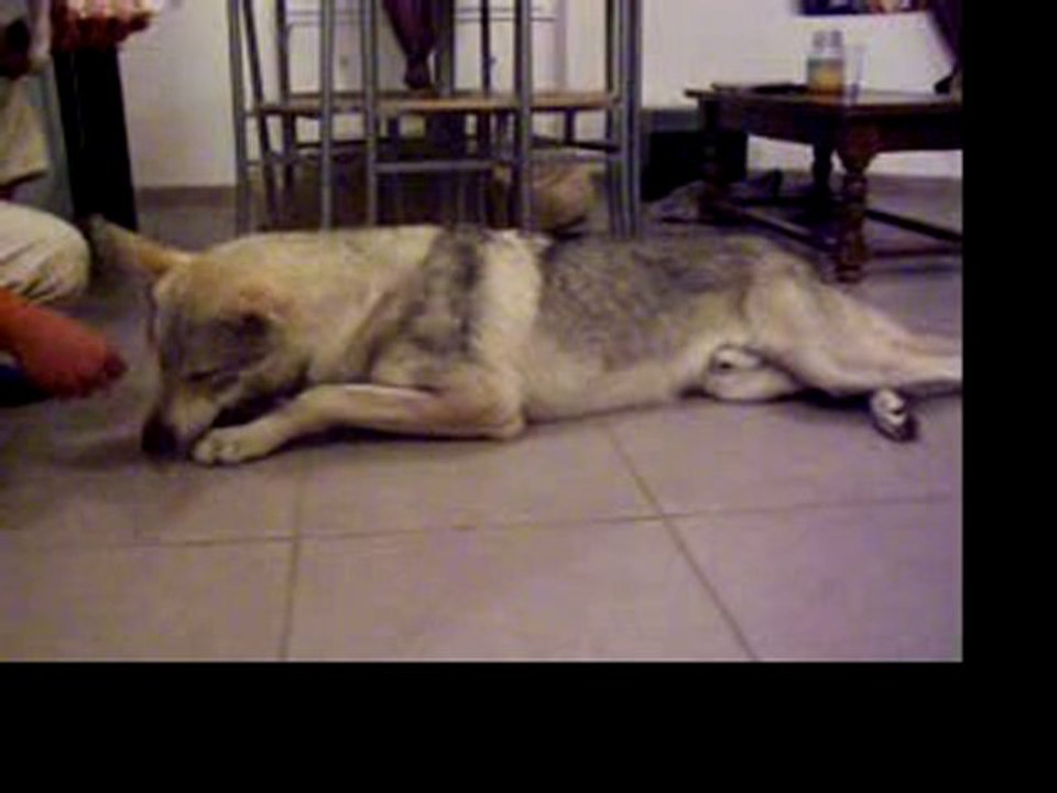 shoba2
