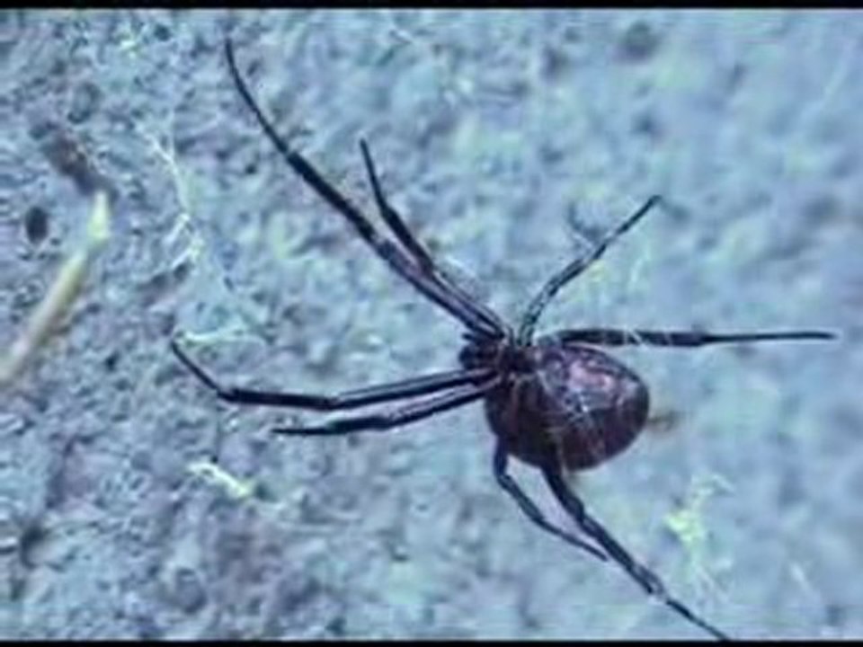 Most Venomous Spider in North America
