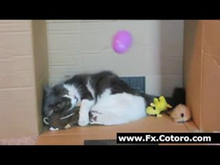 Otto The Goal Keeper Cat