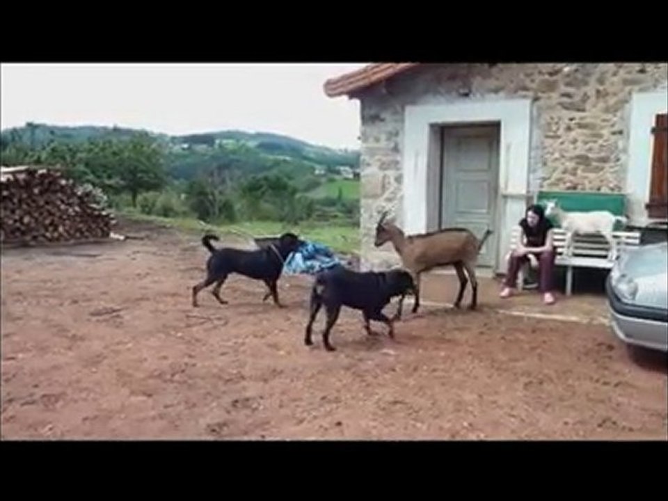 Rottweiler - r&b vs chevre