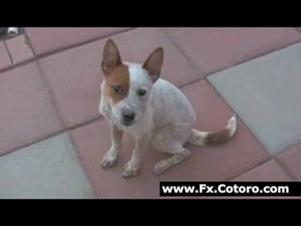 Confused Dog And The Fart Machine