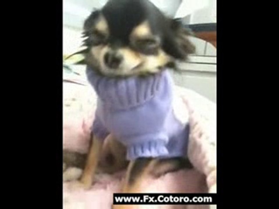 Smiling Chihuahua